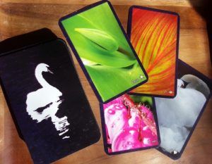 The Gratitude Tarot is dedicated to Duchess the swan, who graces the back of each card and 5 cards in the deck.