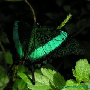 butterfly1288-0041