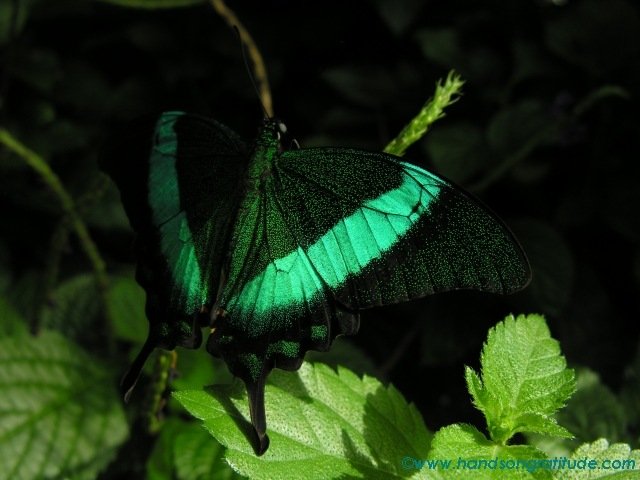 Macro photo of black & teal butterfly. Sending butterflies moves my Gratitude practice from passive to active, moving beautiful energy into the world.