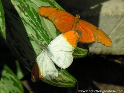 Macro photo of orange and white butterflies. On their wings I release all I don't need and all that I crave leaving room for a beautiful flow of gratitude, joy and love.