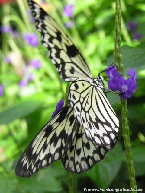 Macro photo of yellow and black butterfly: Share Butterfly Whispers with someone you love today.