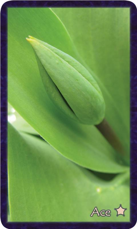 Macro photo of green tulip bud. Gratitude Tarot card Ace of Thankfulness: abundance ready to burst open the bud and flow its happiness on soul-family.