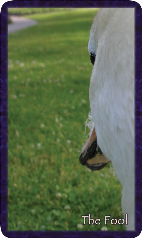 Macro photo of Duchess the swan viewing the path. Gratitude Tarot card The Fool: this journey into soul begins with intention and juicy anticipation.