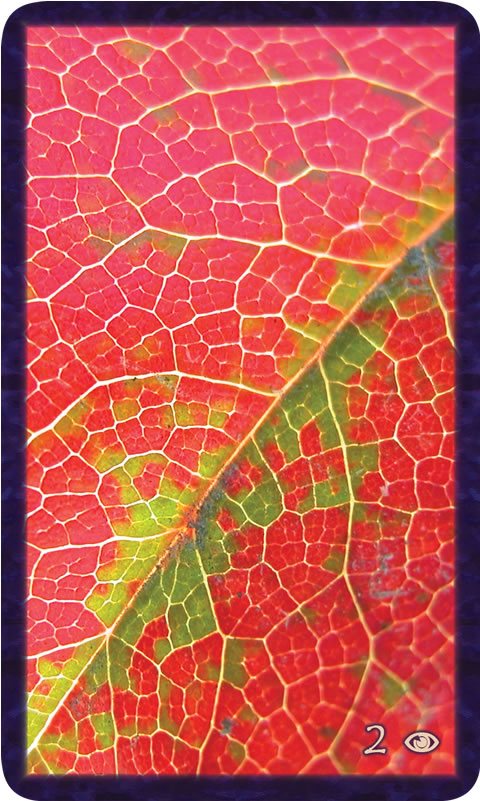 Macro photo of cells in mostly red leaf. Gratitude Tarot card Two of Awareness: in this latticework of potential the weave of soul-family tethers us.