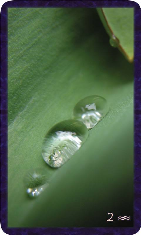 Macro photo of water droplets pushing into each other on green leaf. Gratitude Tarot card Two of Community: where opposites meet this is not balance.