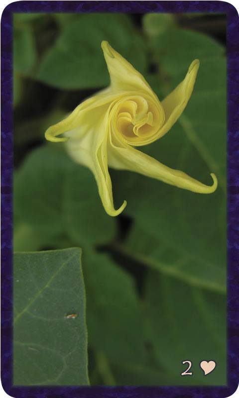 Macro photo of green leaf pointing to angels trumpet flower. Gratitude Tarot card Two of Kindness: hold and release breathe deeply in the same love.