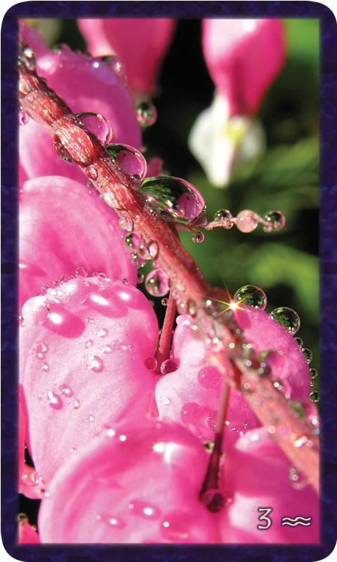 Macro photo of water drops bling on pink bleeding heart flowers. Gratitude Tarot card Three of Community: together our joy is amplified, a celebration