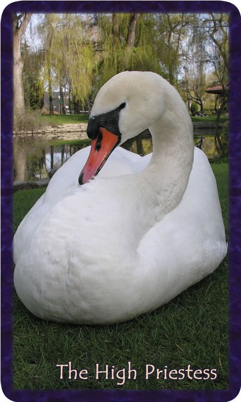 Photo of Duchess the swan beside the pond in Polson Park. Gratitude Tarot card The High Priestess: mystery breaking open upon the shores of my soul.