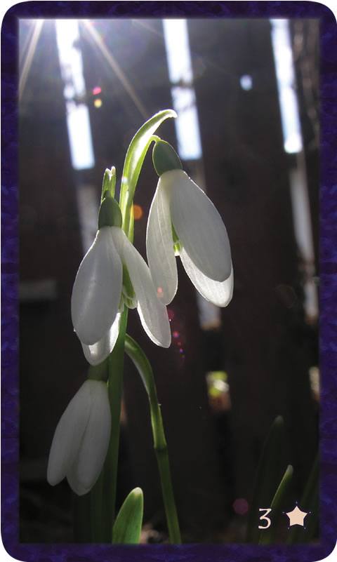 Macro photo of snowdrops in sunshine. Gratitude Tarot card Three of Thankfulness: uniquely yours, this heady mix of talents will be your work of joy.