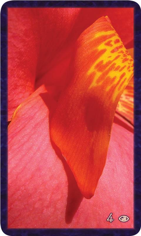 Photo of red and yellow lily in the style of Georgia O'Keefe. Gratitude Tarot card 4 of Awareness: all within supports within keeping me cozy and safe