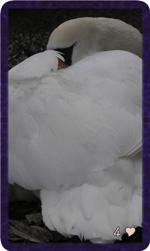 Macro photo of Duchess the white swan curved into herself in rest. Gratitude Tarot card Four of Kindness my labyrinthine journey takes pause to rest.