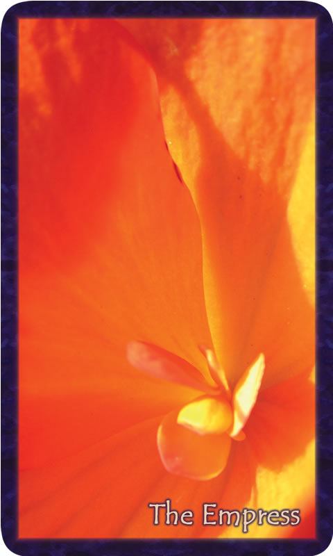 Macro photo of yellow orange begonia. Gratitude Tarot card The Empress: birthed from the sacred within our creations dance the curves of the Infinite.