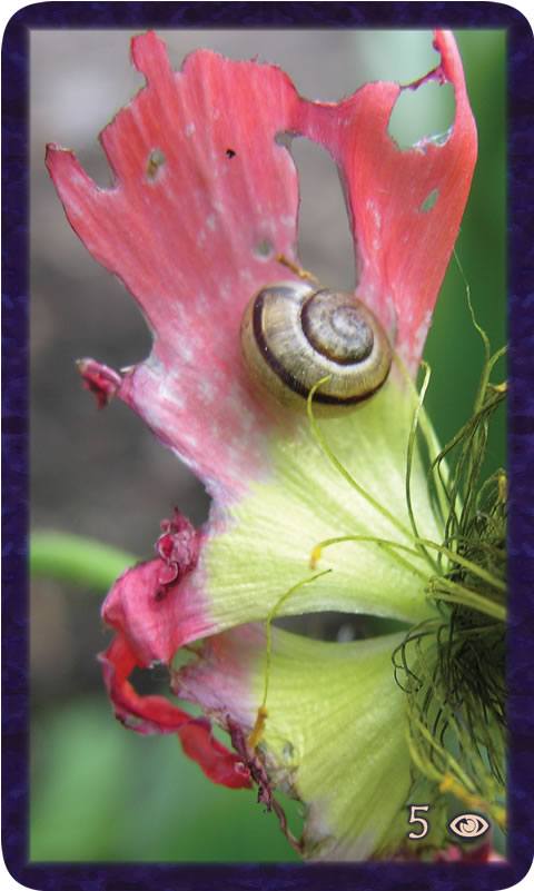 Macro photo of  pink poppy decimated by a snail. Gratitude Tarot card 5 of Awareness: there will be a time when the learning from it lives deep within