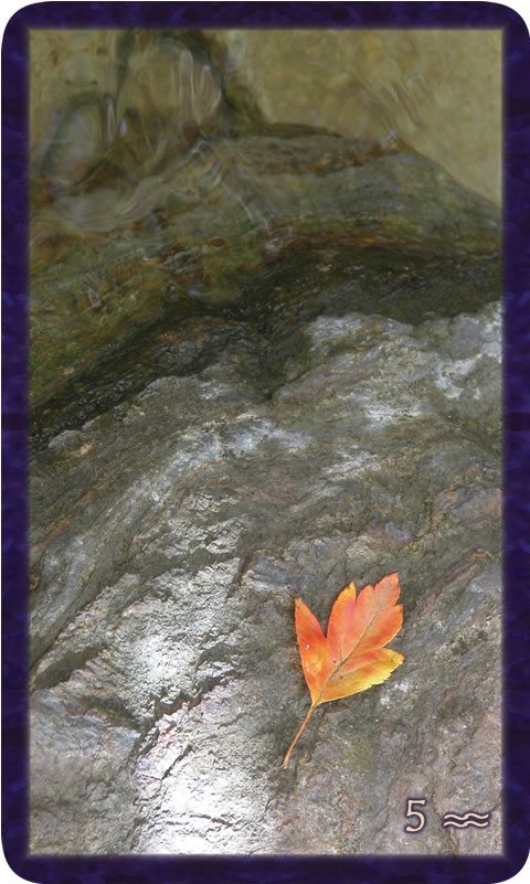 Macro photo of red leaf stranded on stone beside water. Gratitude Tarot card Five of Community: I no longer know if you see me, if you remember me.