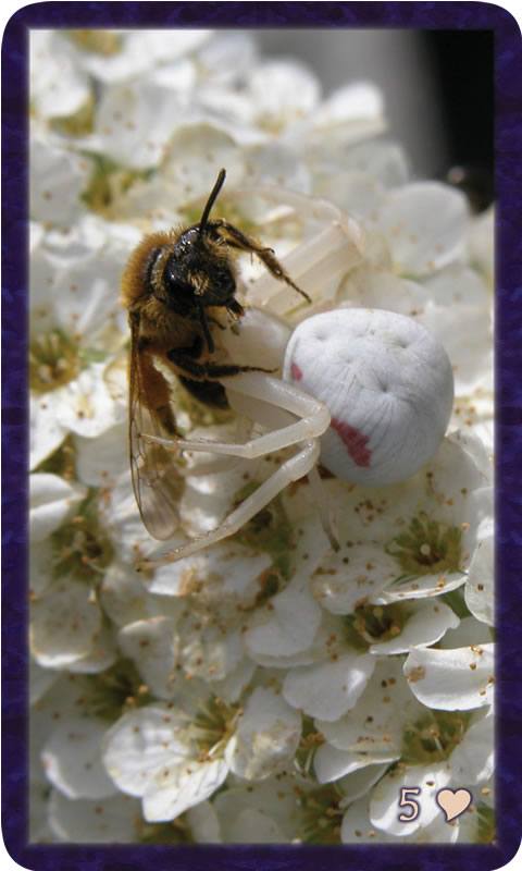 Macro photo of white crab spider besting a bee. Gratitude Tarot card Five of Kindness: my own twists and capers can turn this struggle into a dance.