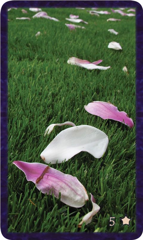 Macro photo of magnolia petals littering green grass. Gratitude Tarot card Five of Thankfulness: Beauty remains, ready to be seen, ready to save you.