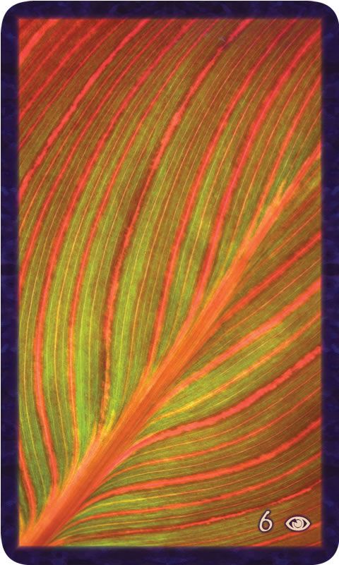 Macro photo of backlit red and green canna lily leaf. Gratitude Tarot card Six of Awareness: infinite paths extend beyond my imagining, courage soars.