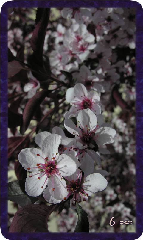 Macro photo of white and pink blossoms. Gratitude Tarot card Six of Community: this rising up embraced by love weaves its currency into our lives.