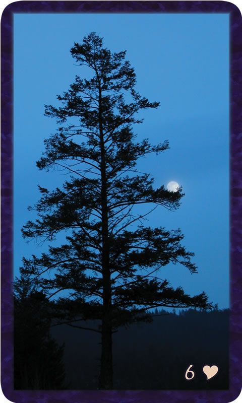 Photo of mature fir in silhouette balancing the moon. Gratitude Tarot card Six of Kindness: blind to your own persistence, you inspire us to continue.