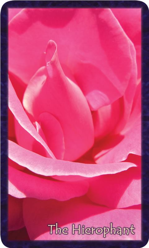 Macro photo of pink rose glorified in dappled light. Gratitude Tarot card The Hieorphant reminds me of the Beauty of tradition and my own unique voice