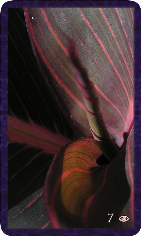 Macro photo of curling green and pink leaves. Gratitude Tarot card Seven of Awareness: dig deep to rise up from this challenge into your true purpose.