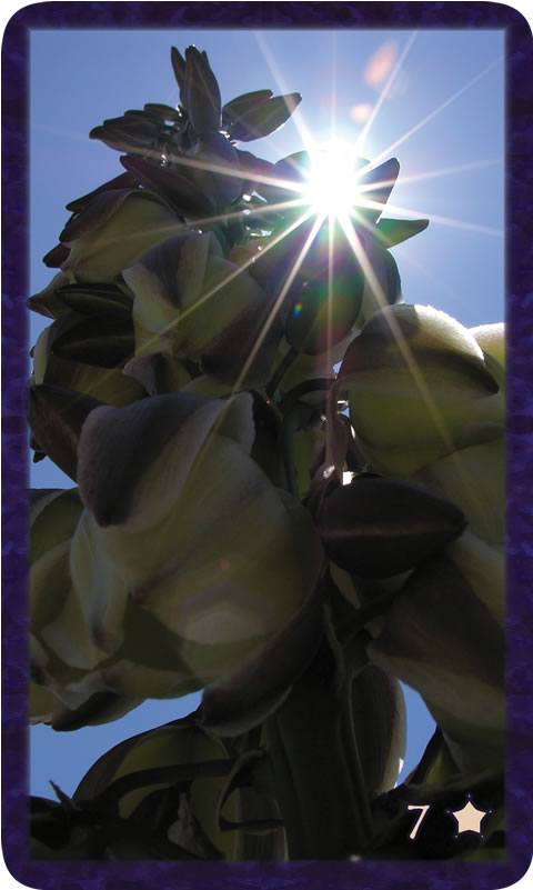 Macro photo of sun through yucca flowers. Gratitude Tarot card Seven of Thankfulness: dazzle your eyes open to your own creation, your work made real.