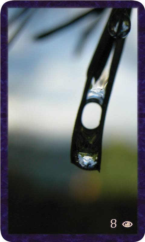 Macro photo of water drop captured by pine needles. Gratitude Tarot card Eight of Awareness: restriction embodied, the safe view of the Vast Mystery.