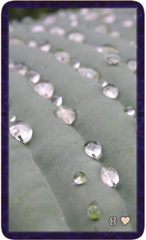 Macro photo of water drops on hosta. Gratitude Tarot card Eight of Kindness: hear the wild call in the dance and whisper of your dreams and sisters.