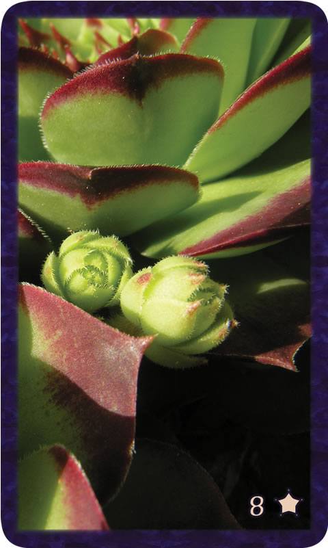 Macro photo of purple rimmed green hens and chicks. Gratitude Tarot card Eight of Thankfulness: pushing skills to blossom and learning begins anew.
