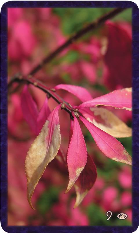 Macro photo of partly dead, partly bright red leaves. Gratitude Tarot card 9 of Awareness: show the curve of your vulnerability to your soul-family.