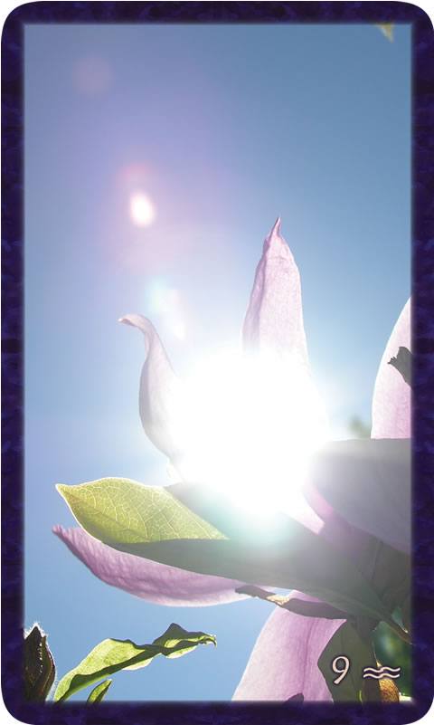 Macro photo of sun illuminating pink magnolia blossom against blue sky. Gratitude Tarot card Nine of Community, a dance in the brilliance of our fire.