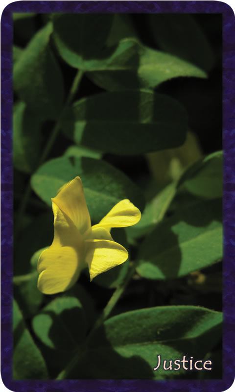 Photo of yellow flower with green leaves. Gratitude Tarot card Justice: this heart longs for the weave of soul-family to be fluid, equal, supporting.