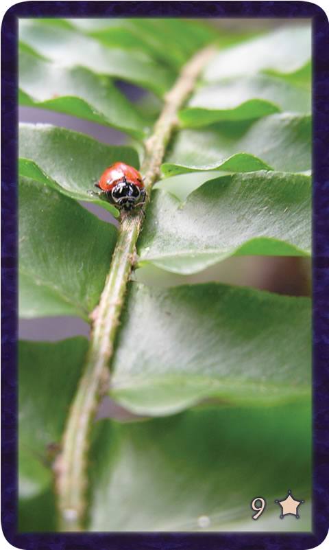 Macro photo of single red ladybug traversing a green leaf. Gratitude Tarot card 9 of Thankfulness calls us to the wisdom and truth of our own voice.
