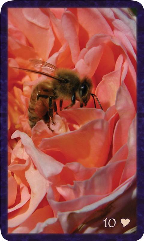 Macro photo of bee hanging tight to a pink rose. Gratitude Tarot card 10 of Kindness: Beauty is with you, solace to your weary hands, shine her light.