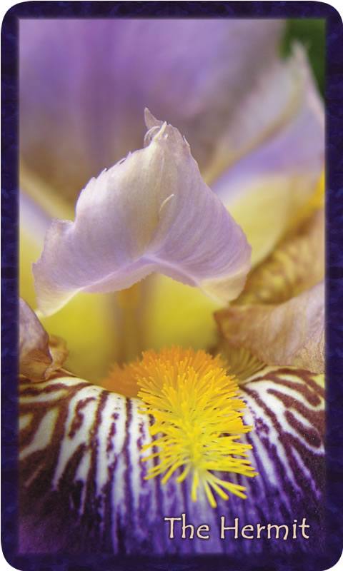 Macro photo of purple and yellow iris. Gratitude Tarot card The Hermit: this intimate doorway reveals the vastness of the Divine in sensuous curves.