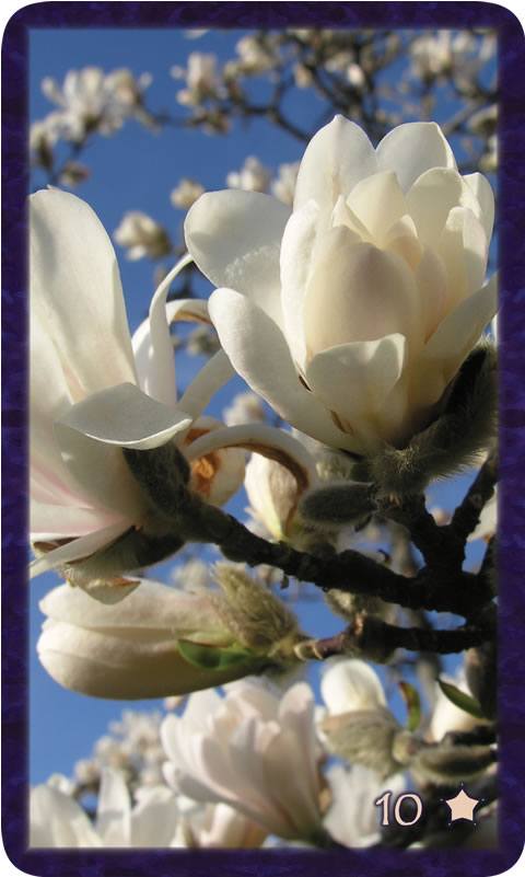 Macro photo of white magnolia flowers against bright blue sky. Gratitude Tarot card Ten of Thankfulness with the message of abundance. We are enough.