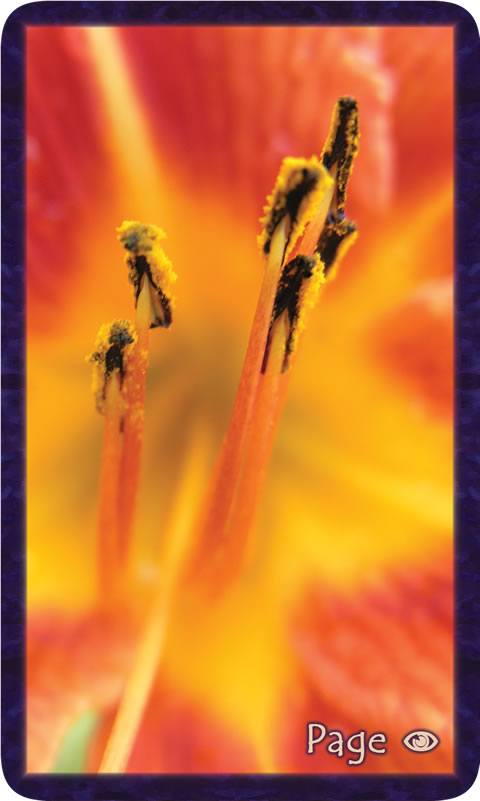 Macro photo of orange and yellow lily center. Gratitude Tarot card Page of Awareness: let us dance, our troubles set loose in the river of Gratitude.