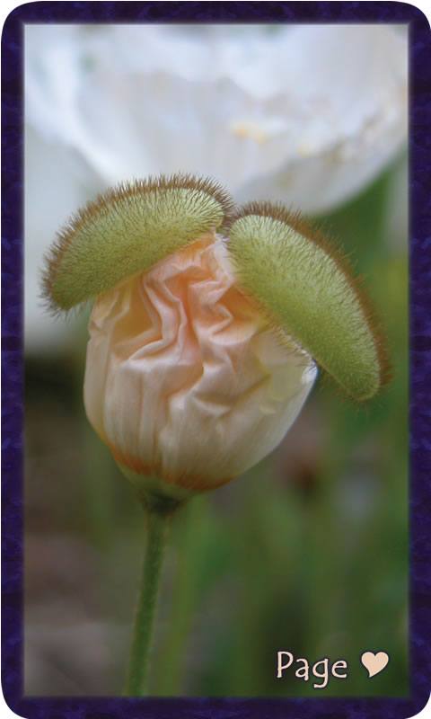 Macro photo of pale poppy popping its top. Gratitude Tarot card Page of Kindness: she asks us to always be seeking while courage stands at the ready.