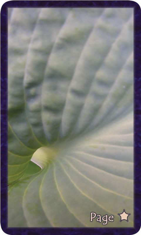 acro photo of curved green hosta leaf. Gratitude Tarot card Page of Thankfulness: it is ahead, a doorway leading exactly where you are meant to be.