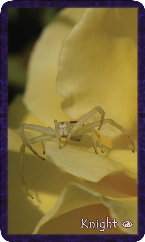 Macro photo of defiant crab spider on yellow rose petals. Gratitude Tarot card Knight of Awareness: my reflection in you shows me shimmering strength.