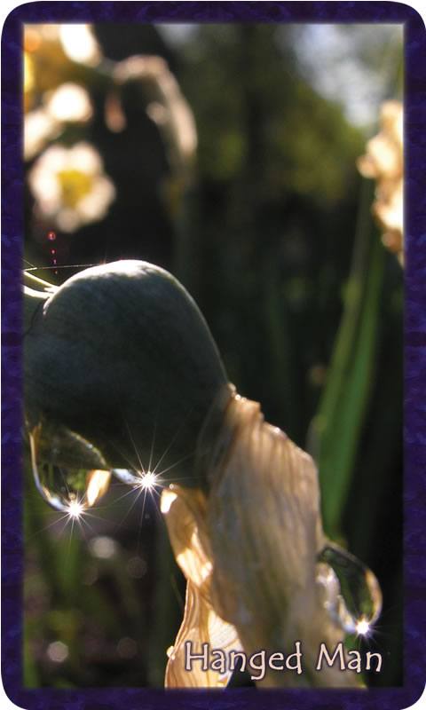 Photo of sparkling raindrops on finished daffodil. Gratitude Tarot card Hanged Man: if only I would let go, in would rush breath, trust, truth.