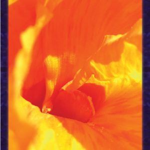 Macro photo of yellow orange lily in Georgia O'Keefe style. Gratitude Tarot card King of Awareness: your intesity, so rich, so profound, so full.