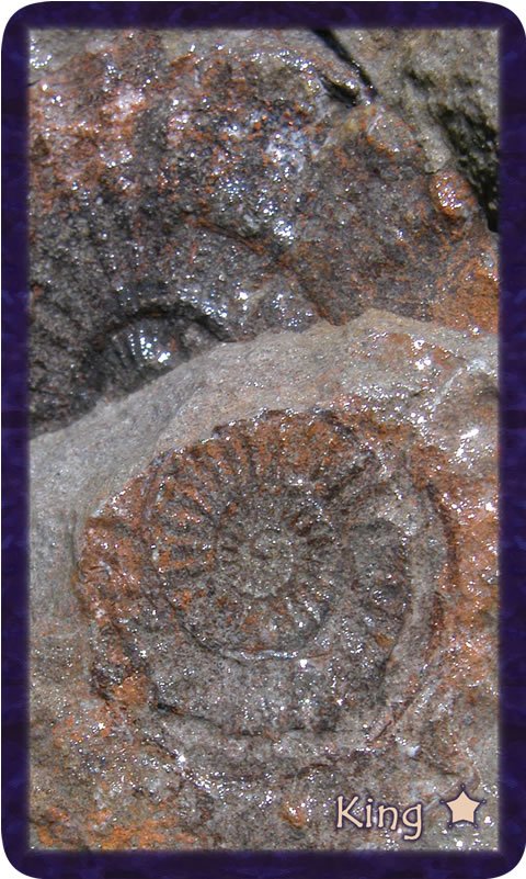 Macro photo of brown spiral fossils. Gratitude Tarot card King of Thankfulness: labyrinth of gratitude whose spiral holds the starlight we each shine.