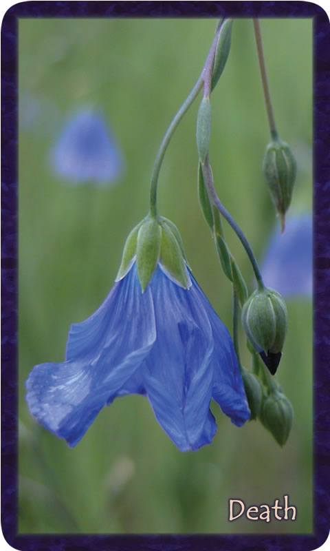 Macro photo of blue flax blooms at their ends and their beginnings. Gratitude Tarot card Death:how we move through change dictates only how we feel.