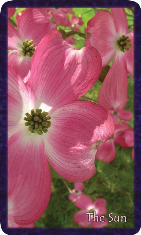 Macro photo of pink dogwood blooms. Gratitude Tarot card The Sun: glowing within our own light we discover the gift we are here to give in soul-family