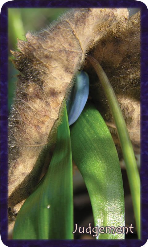 Macro photo of scilla blossom pushing past fall's dead leaf. Gratitude Tarot card Judgement: my soul awakens with love enough for all of soul-family.
