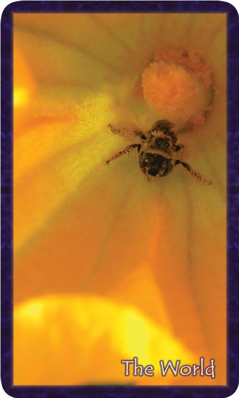 Macro photo of pollen-covered bee in yellow flower. Gratitude Tarot card The World: who could have known this moment would be painted in a song of joy?