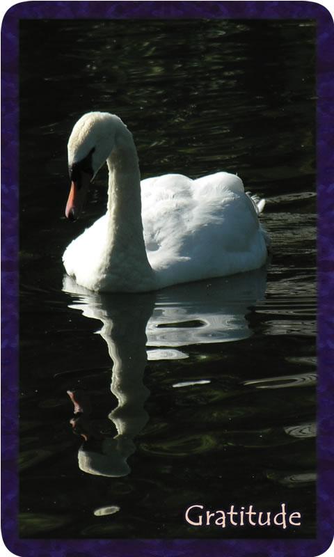 Photo of white Duchess the swan on dark water. Gratitude Tarot card Gratitude: becomes the river of life with all the fuel and support my heart needs.