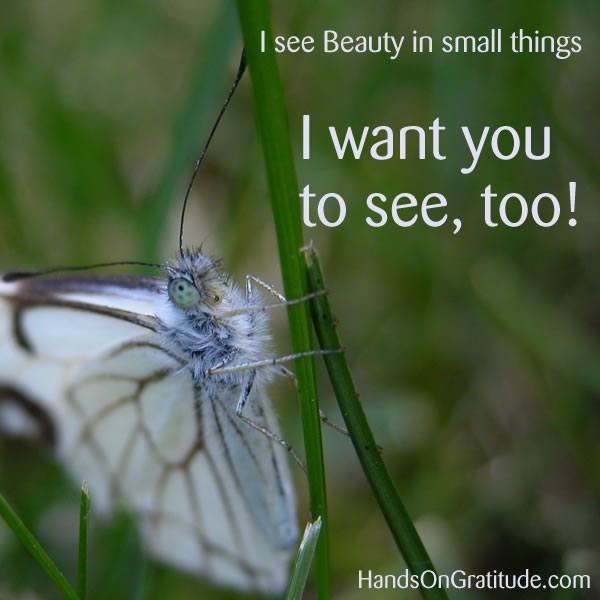 I see Beauty in all things, and small things. I want you to see, too! That's what a Butterfly Oracle does, after all.