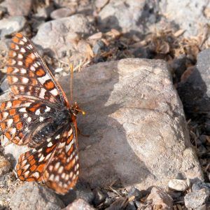 Sometimes I see the shadow before I see the butterfly! Macro photo of orange and brown butterfly on rocks.